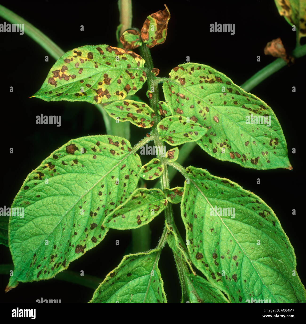 Manganese deficiency spotting on potato leaflets Stock Photo