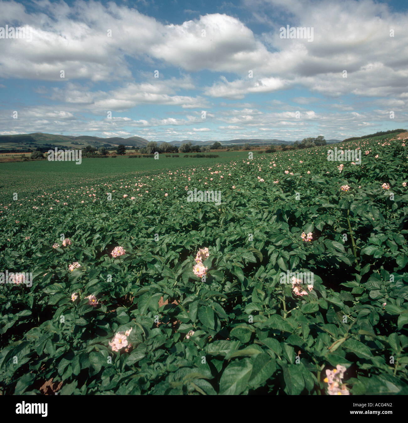 Flowering crop of Charlotte potatoes in the Scottish Borders Stock Photo