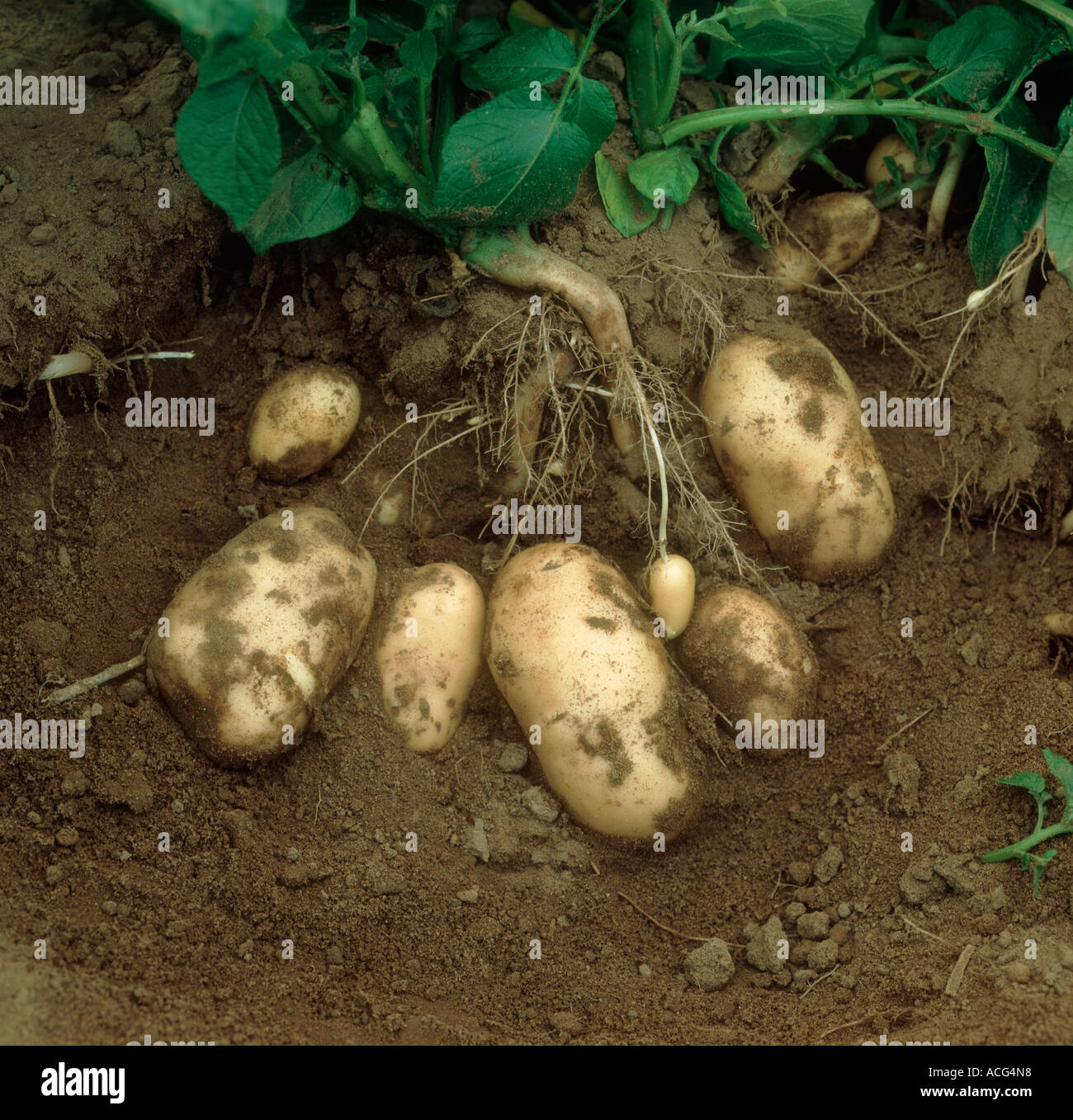 List 90+ Pictures Potato Prolapsed Vagina Old Wives Tale Completed