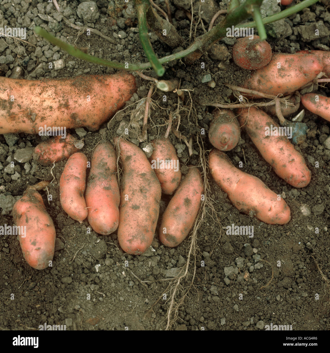 Exposed potato tubers variety Pink Fir Apple Stock Photo