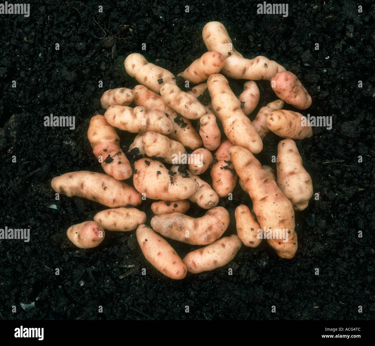Harvested potato tubers on soil variety Anya Stock Photo