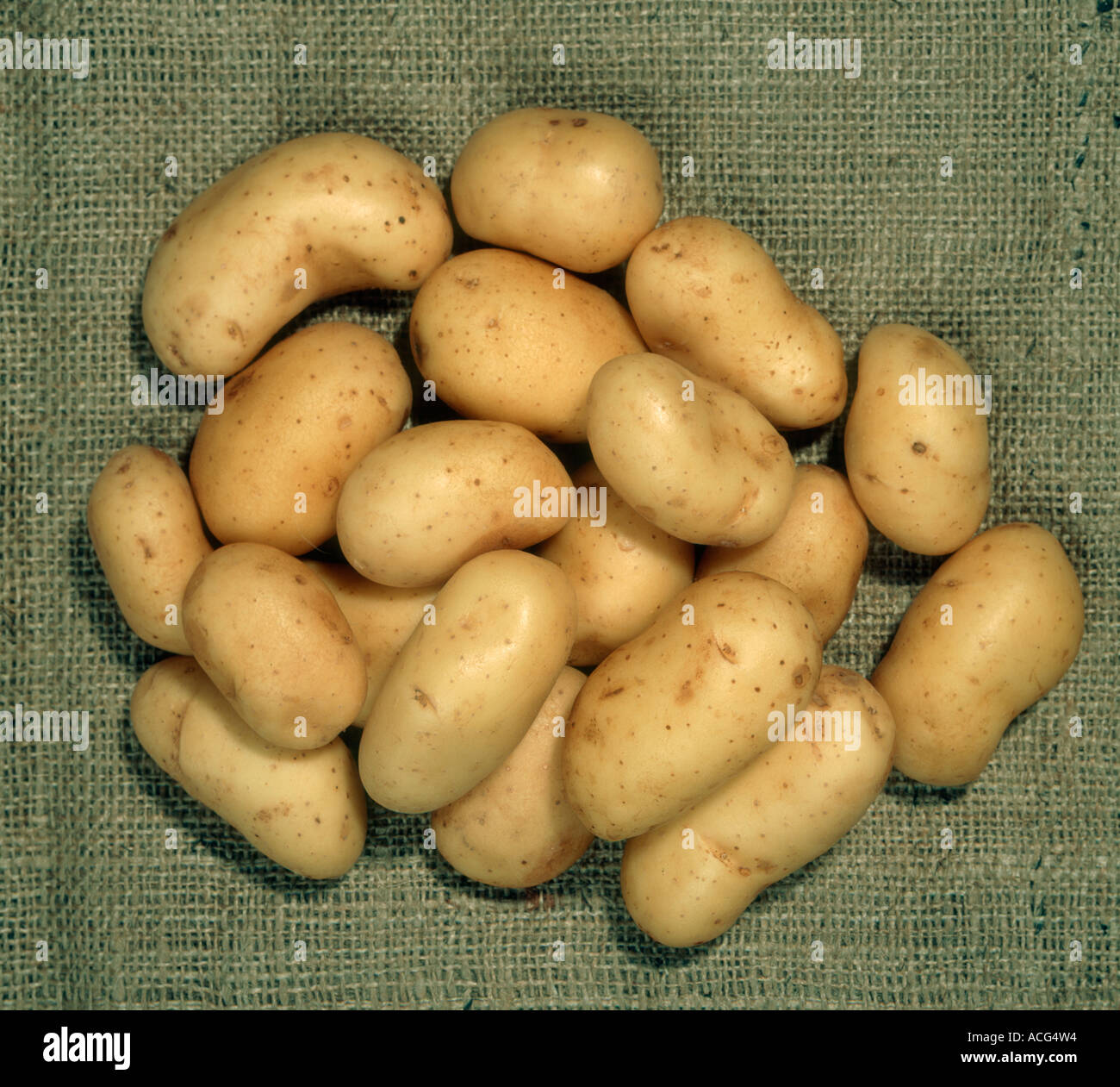 Potato tubers variety Charlotte Stock Photo