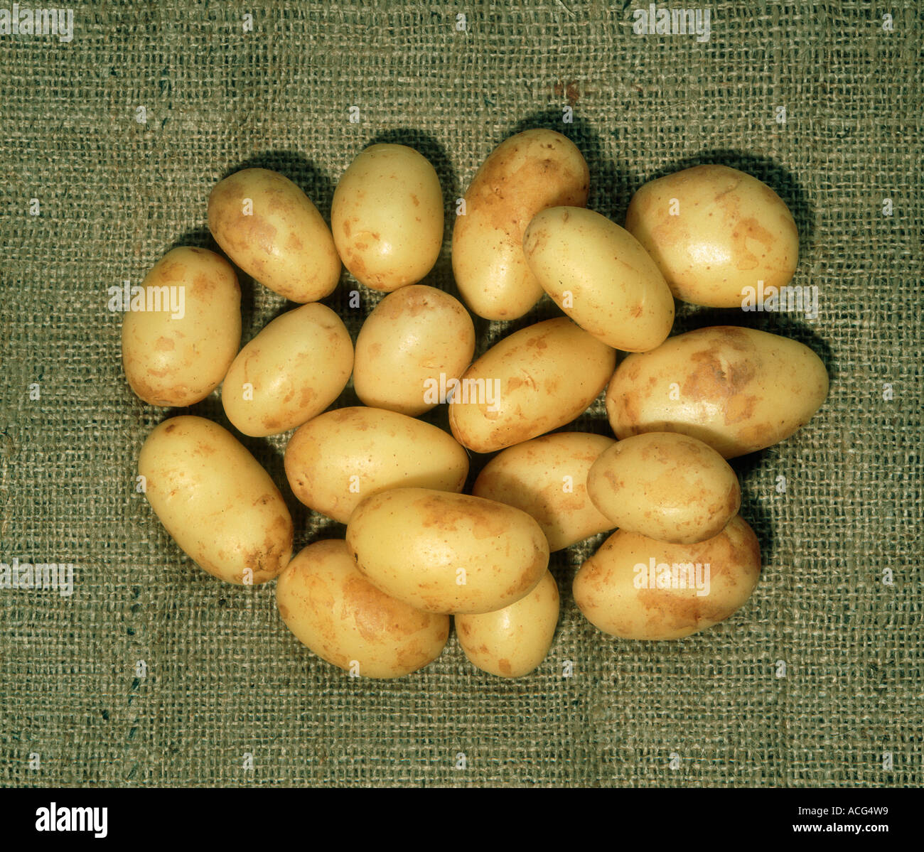 Potato tubers variety Nicola Stock Photo
