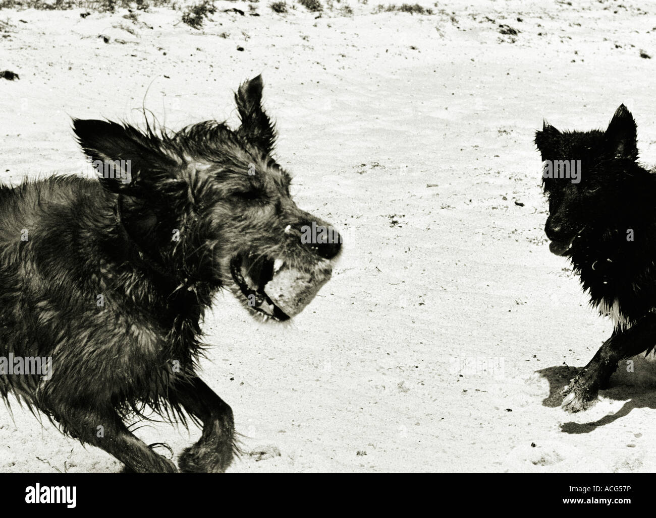 Two dogs playing on a beach Stock Photo - Alamy