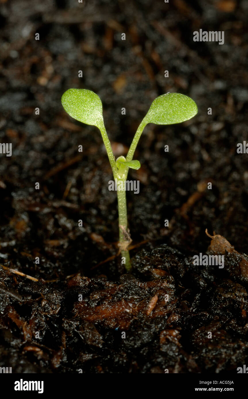 Creeping yellowcress Rorippa sylvestris seedling with cotyledons only Stock Photo