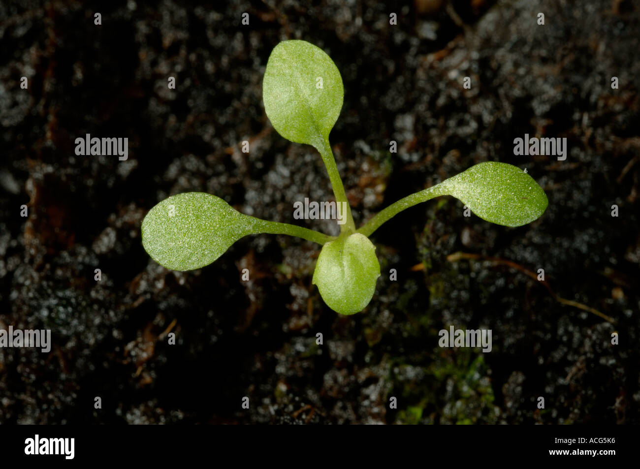Creeping yellowcress Rorippa sylvestris seedling with cotyledons and first two true leaves Stock Photo