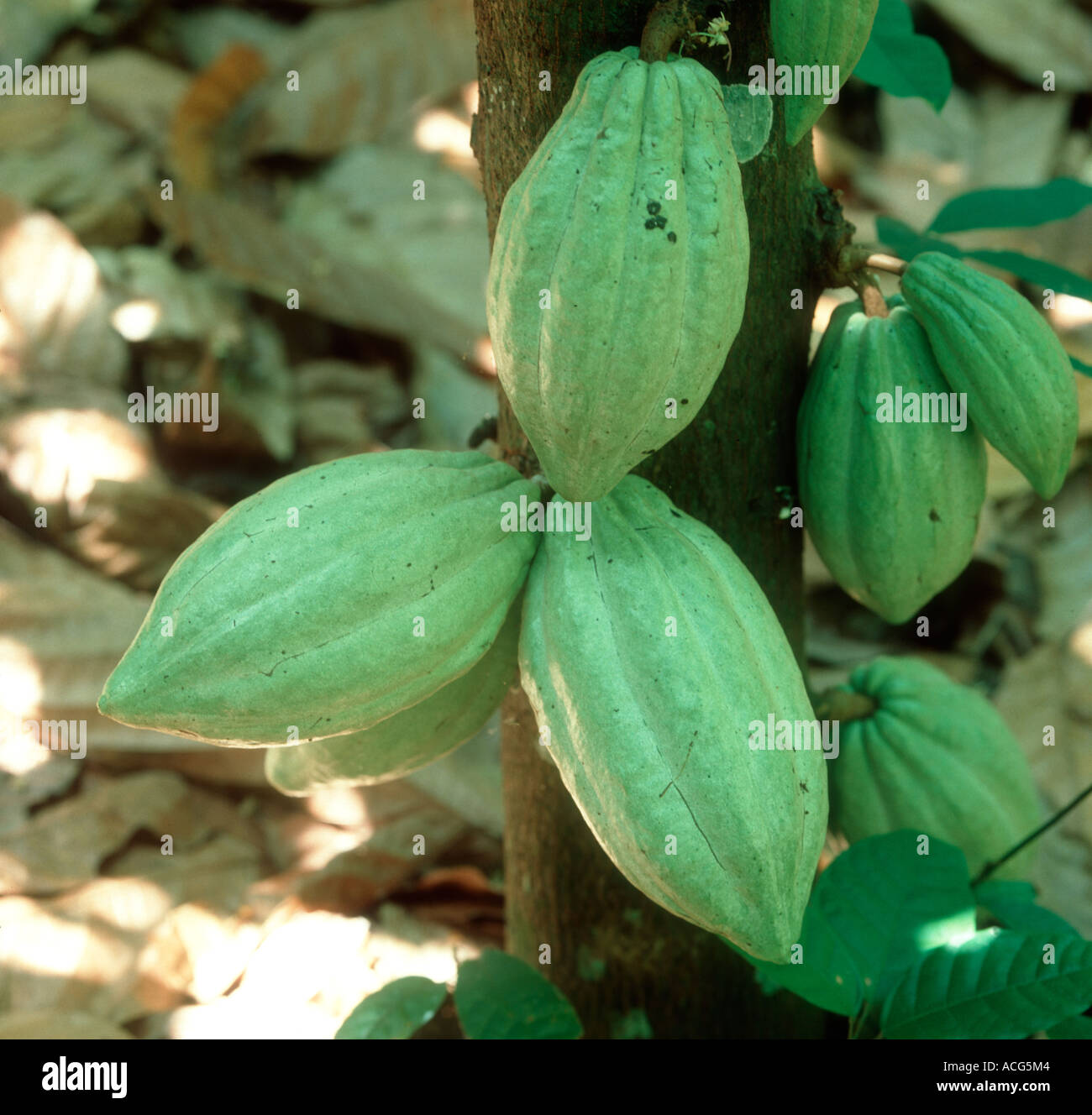 Mature cocoa pods on the tree trunk in the plantion Malaysia Stock Photo
