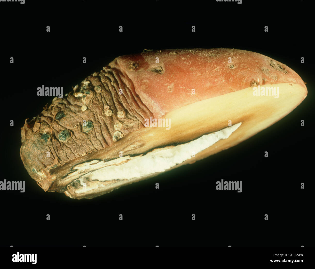 Dry rot Fusarium solani external and internal symptoms in a potato tuber Stock Photo