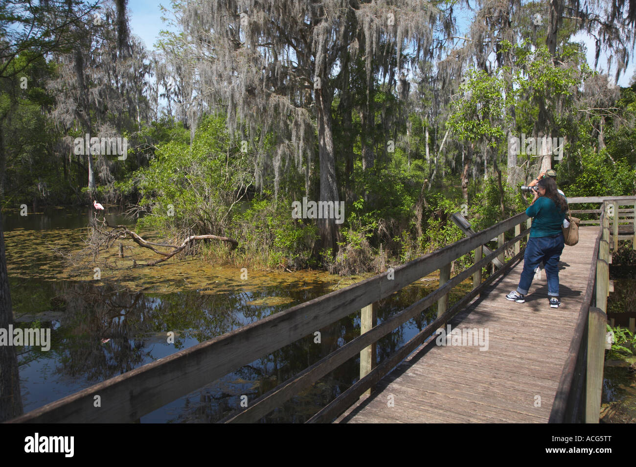 Boardwalk at Lettuce Lake Park a Hiillsborough County Florida regional