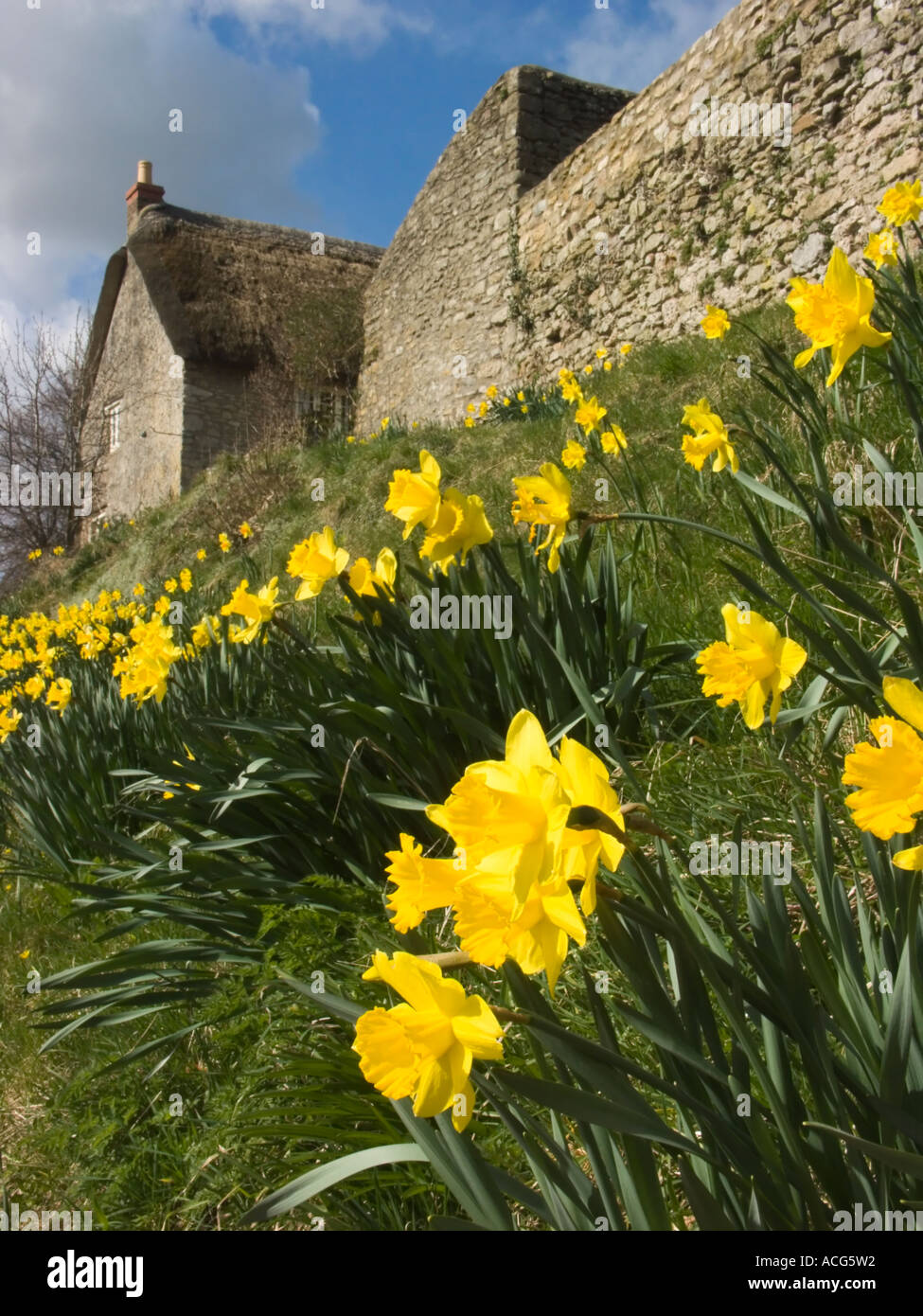 Daffodils in the Somerset village of Mells, famous for its daffodil
