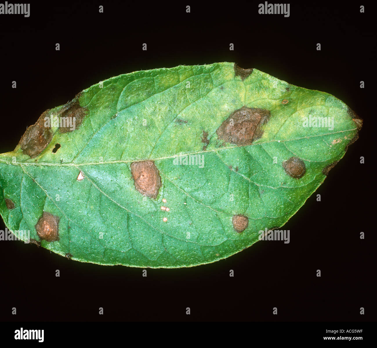 Early blight Alternaria alternata leaf spotting on potato leaf Stock Photo