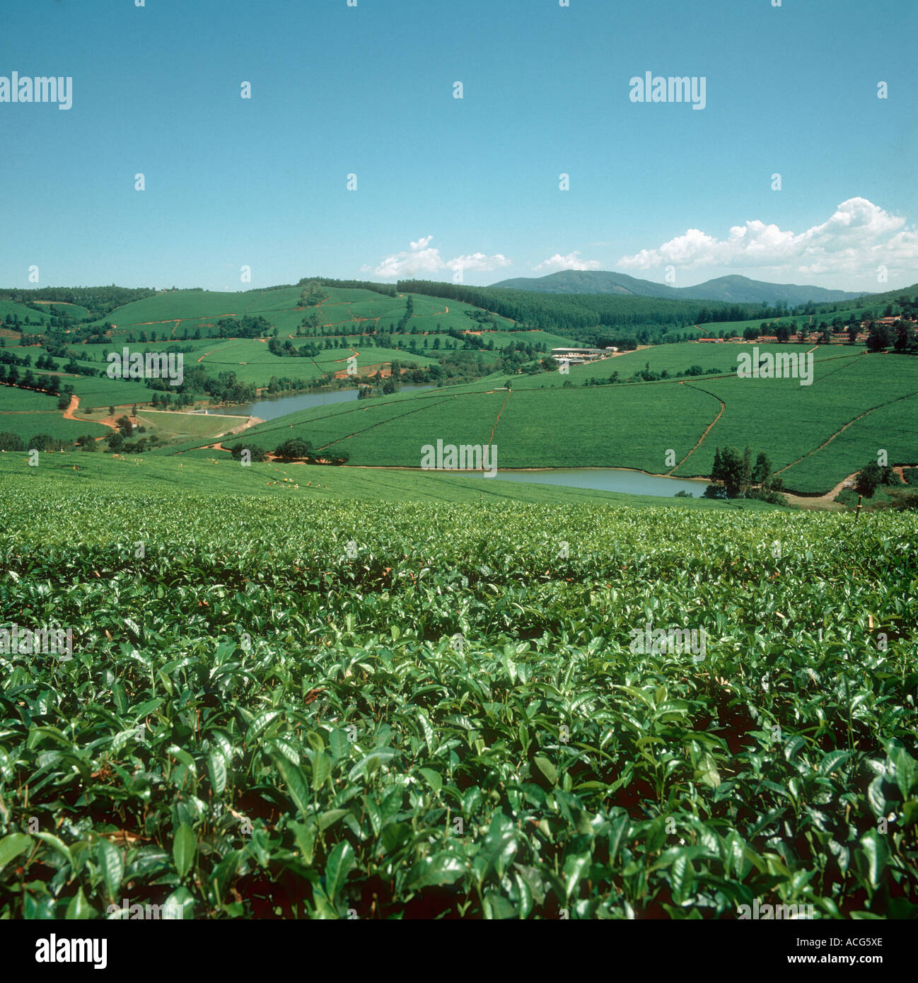 Picturesque view of a tea plantation in the Low Veldt Transvaal South