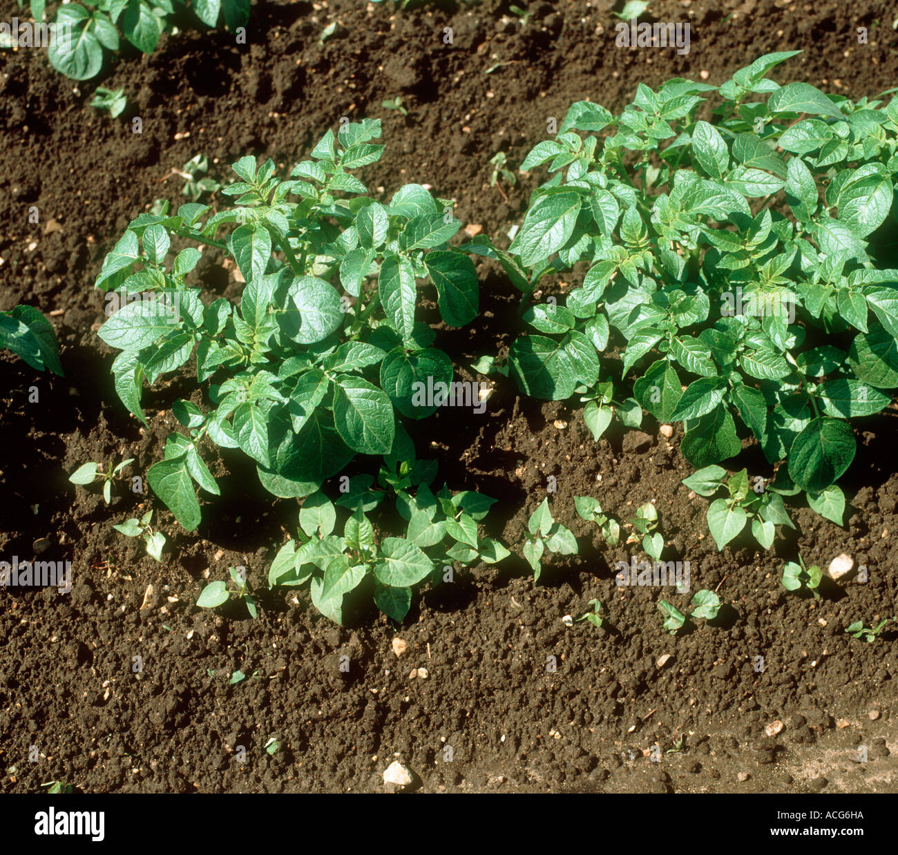 Black bindweed Bilderdykia convolvulus seedlings in young potato crop Stock Photo