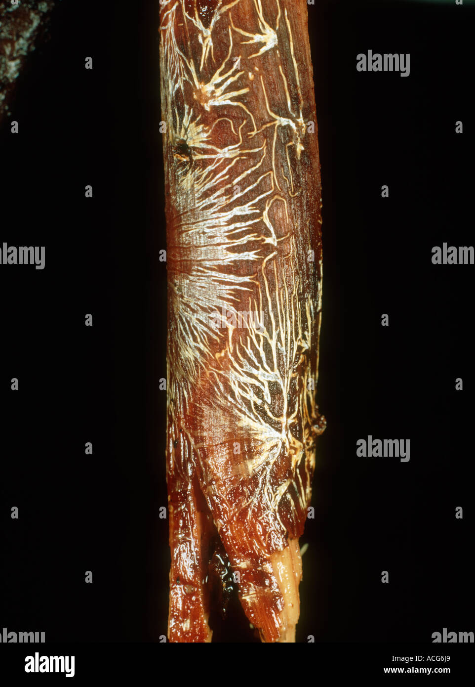 Bark removed to show black root rot Rosellinia pepo star shaped rhizomorph type mycelium Stock Photo