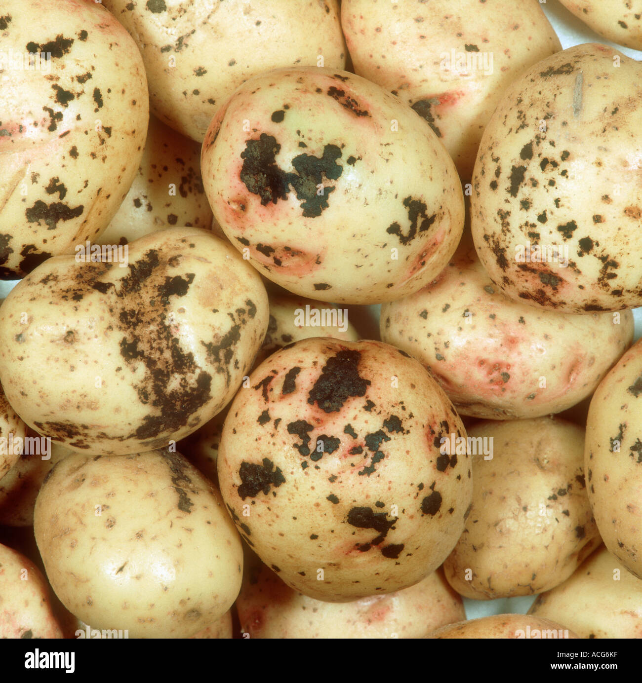 30+ Rhizoctonia Zierpflanzen, Die pilzkrankheit rhizoctonia