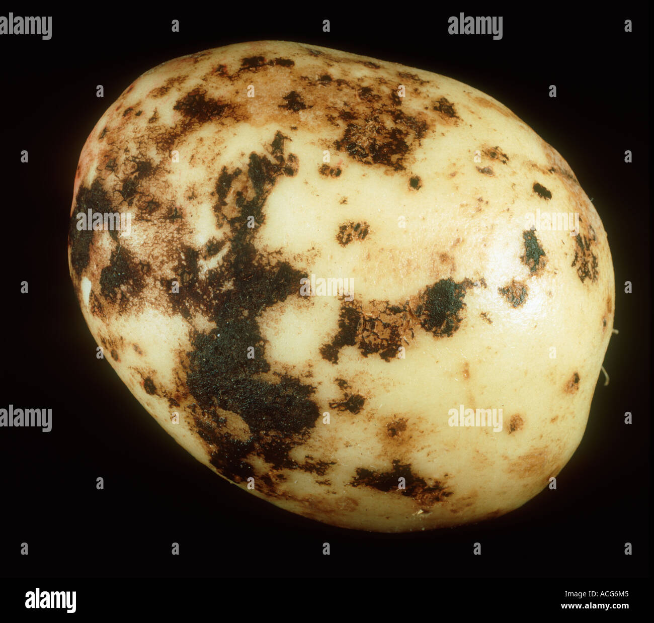 Black scurf Rhizoctonia solani lesions on potato tuber Stock Photo
