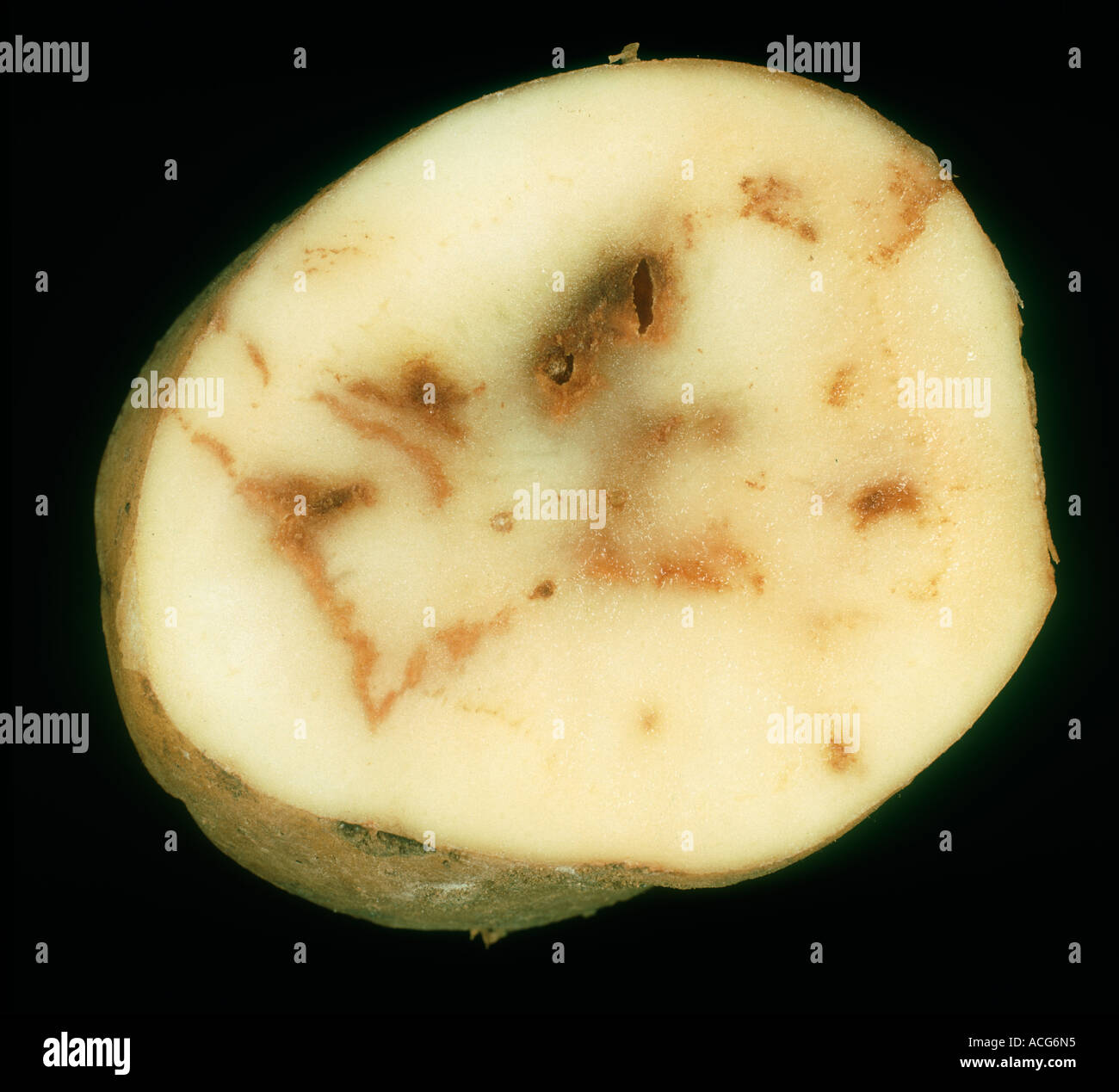 Tobacco rattle virus spraing symptoms inside a sectioned potato tuber Stock  Photo