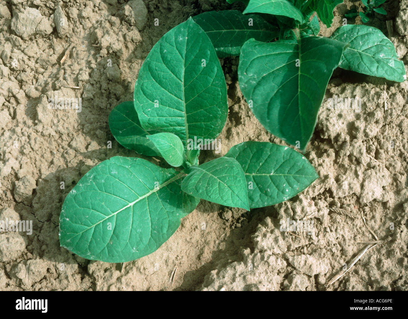 Young tobacco plant hi-res stock photography and images