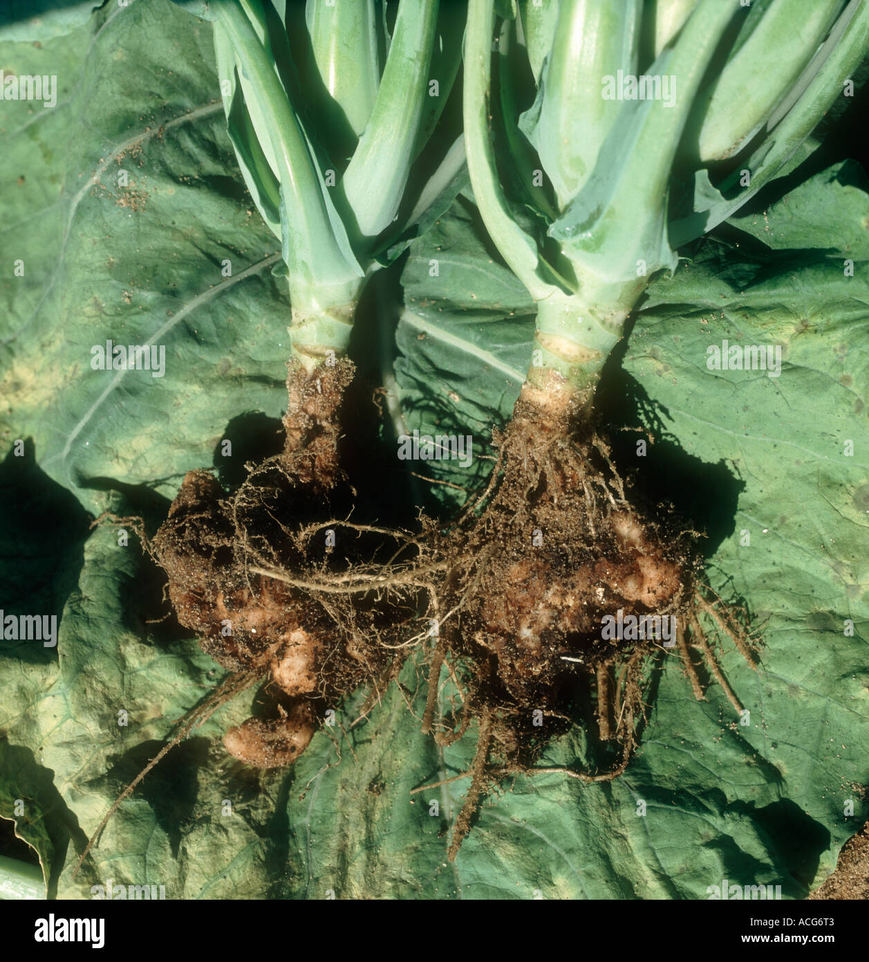 Clubroot Plasmodiophora brassicae on sampled cabbage plants Stock Photo