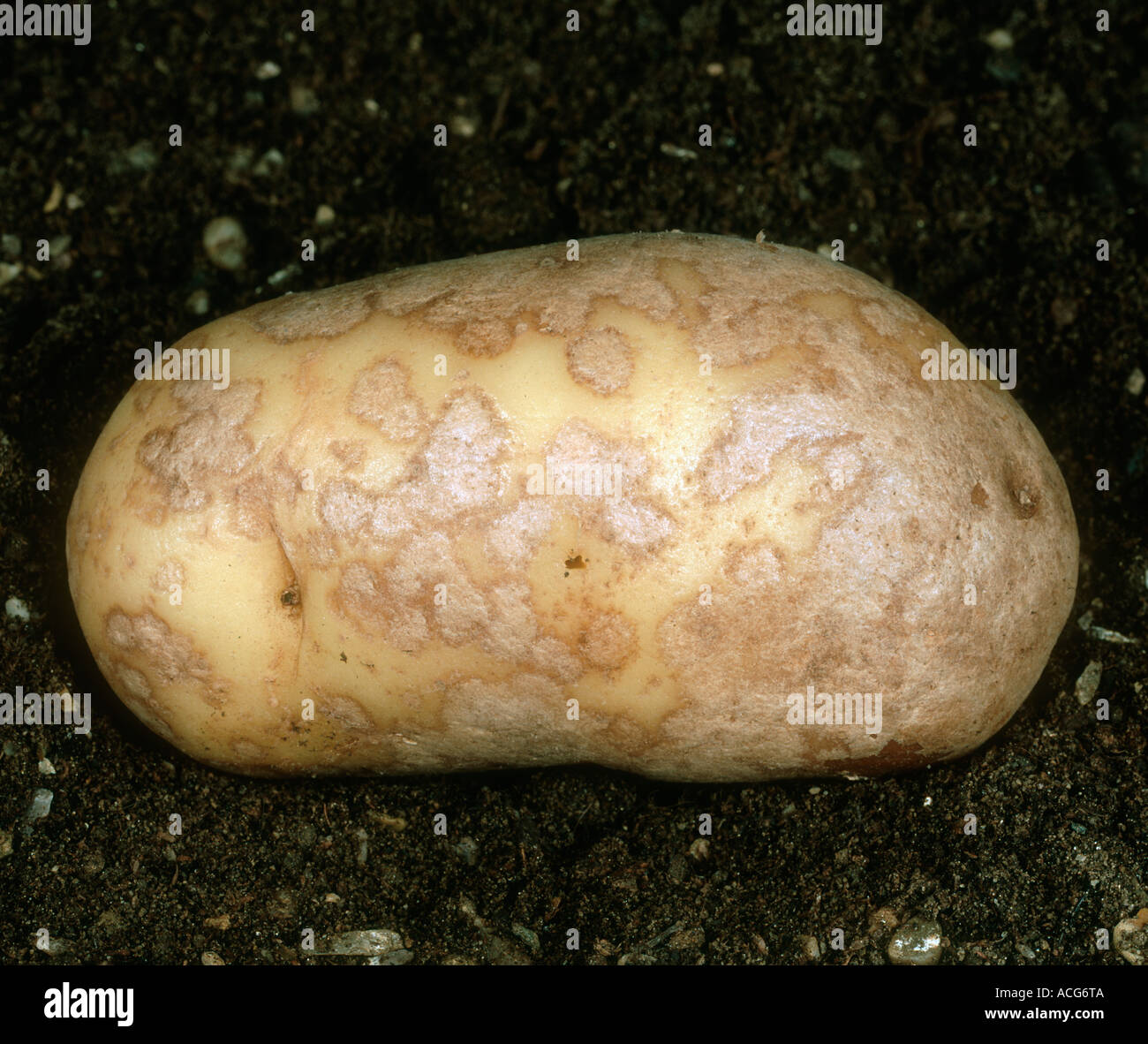 Silver scurf Helminthosporium solani on potato tuber skin Stock Photo