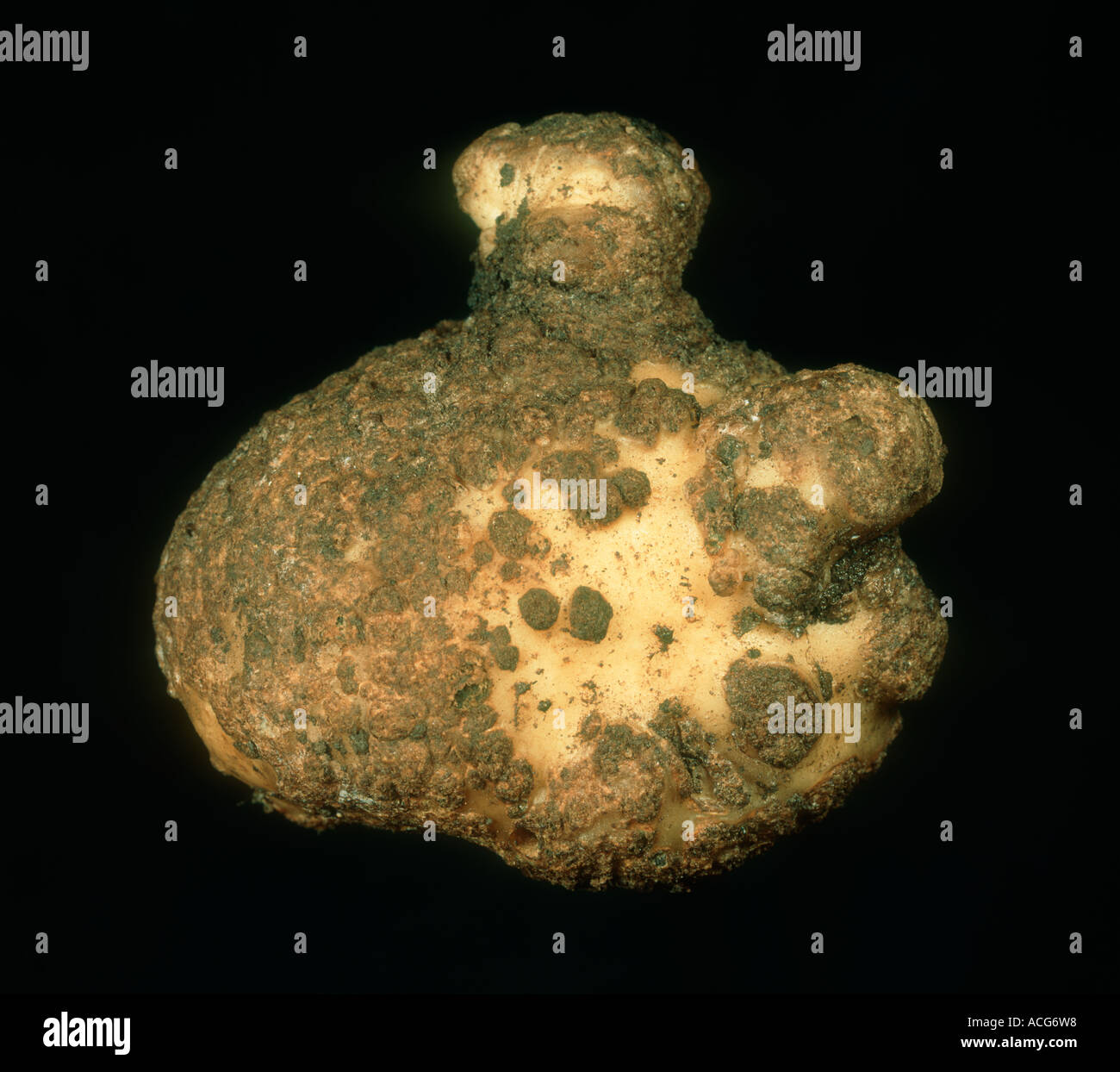 A potato tuber with severe powdery scab Spongospora subterranea symptoms Stock Photo
