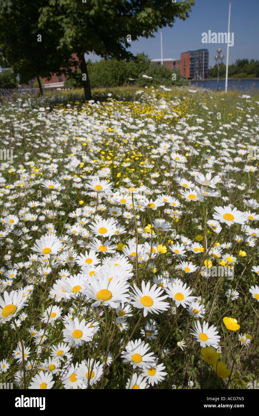 Wild Oxeye daisy Leucanthemum vulgare flowers in waste ground wildlife area near city centre Cardiff Wales UK Stock Photo