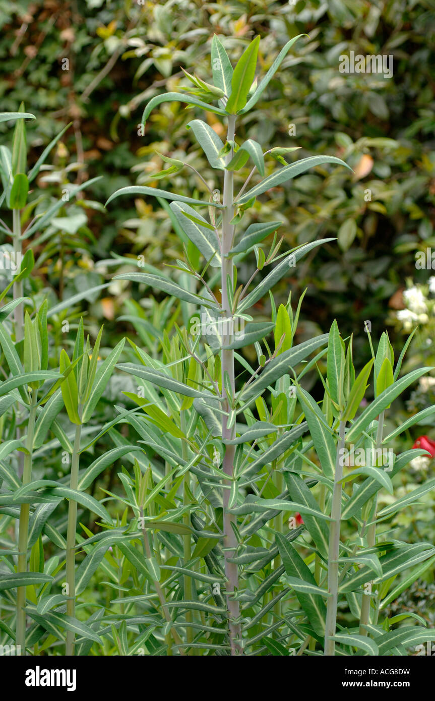Caper spurge Euphorbia lathyris plants a winter sown crop before flowering Stock Photo