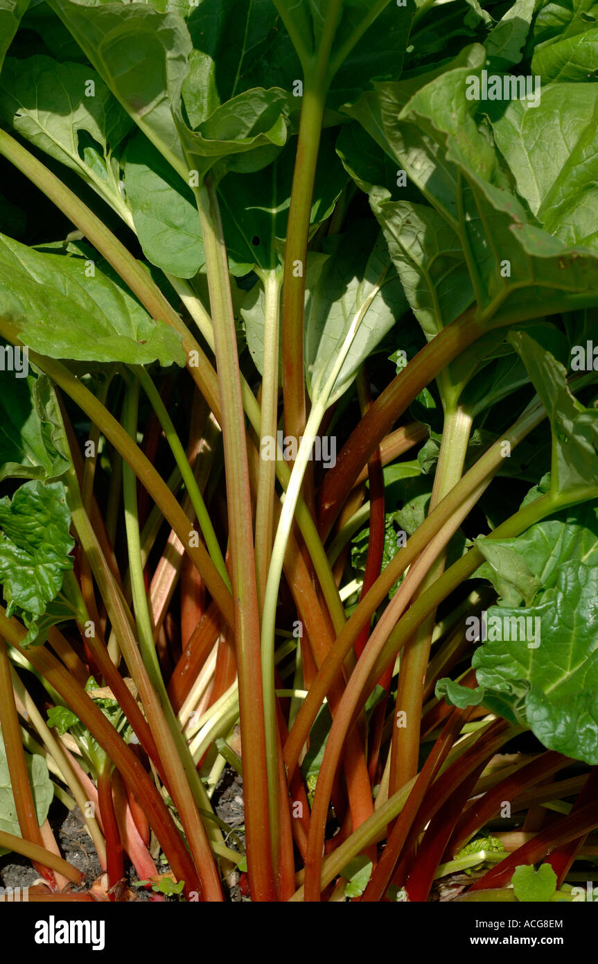 Mature rhubard stems on a garden plant Stock Photo
