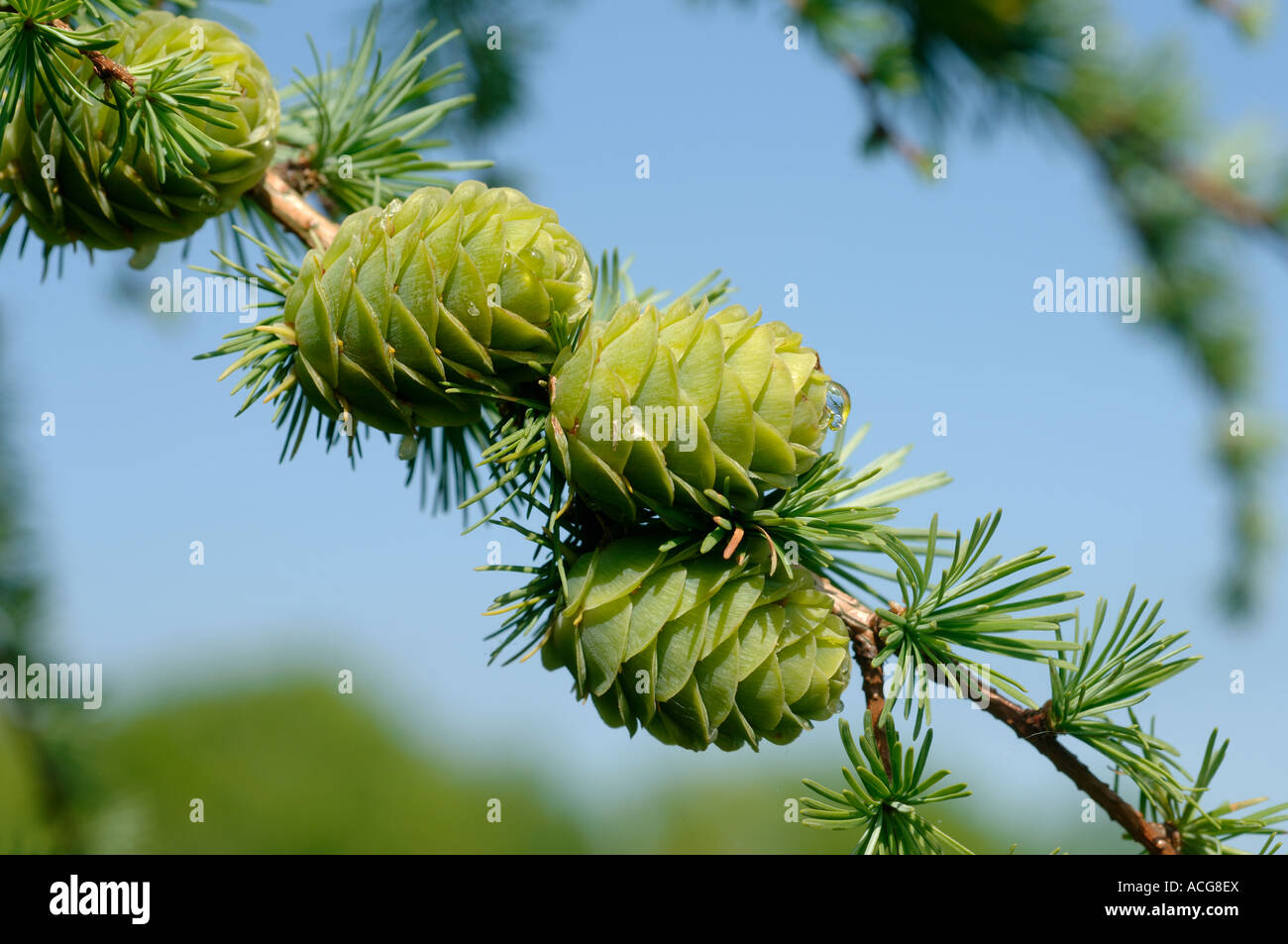 Young larch Larix decidua cones and young needles against a blue sky Stock Photo