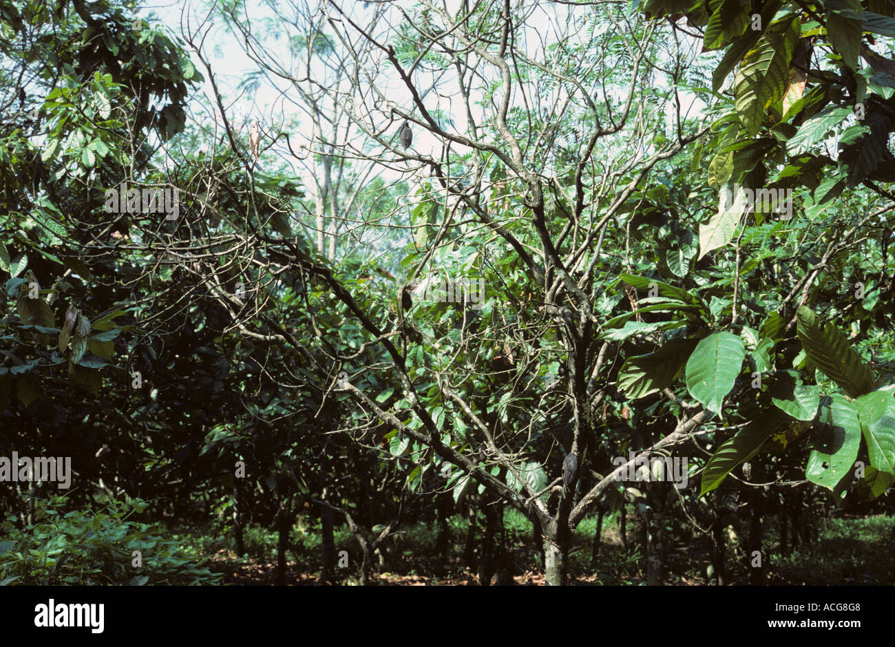 Dying cocoa bush infected with vascular streak disease Oncobasidium theobromae Stock Photo