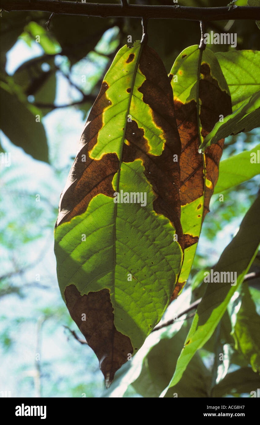 Vascular streak disease Oncobasidium theobromae leaf symptoms on infected cocoa bush Stock Photo