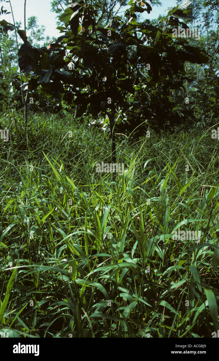 Buffalo grass Paspalum conjugatum tropical grass weed in a cocoa plantation Malaysia Stock Photo