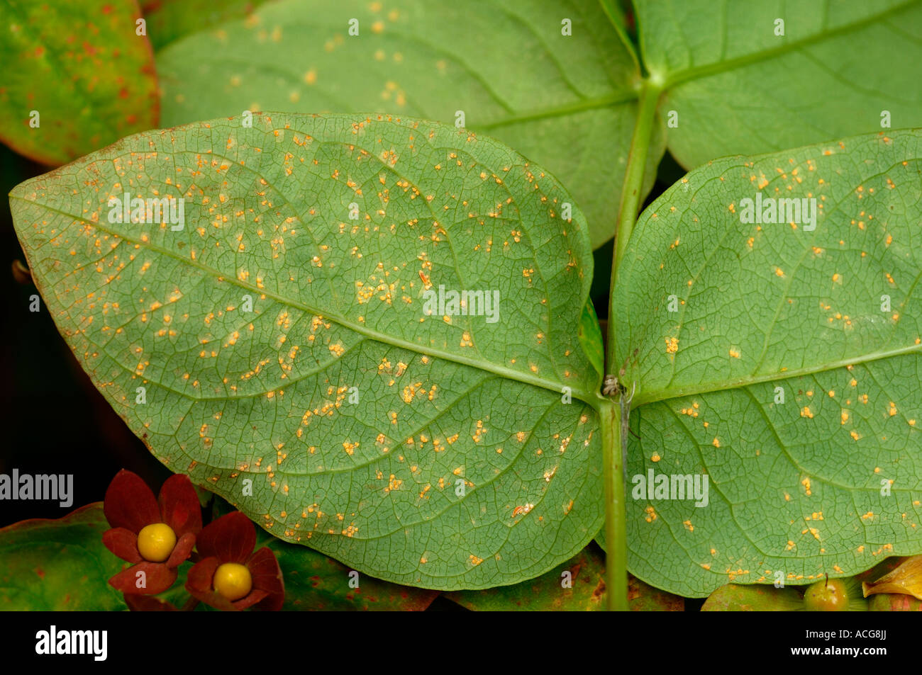 Hypericum rust Melampsora hypericorum on the lower surface of Hypericum x inodorum leaves Stock Photo