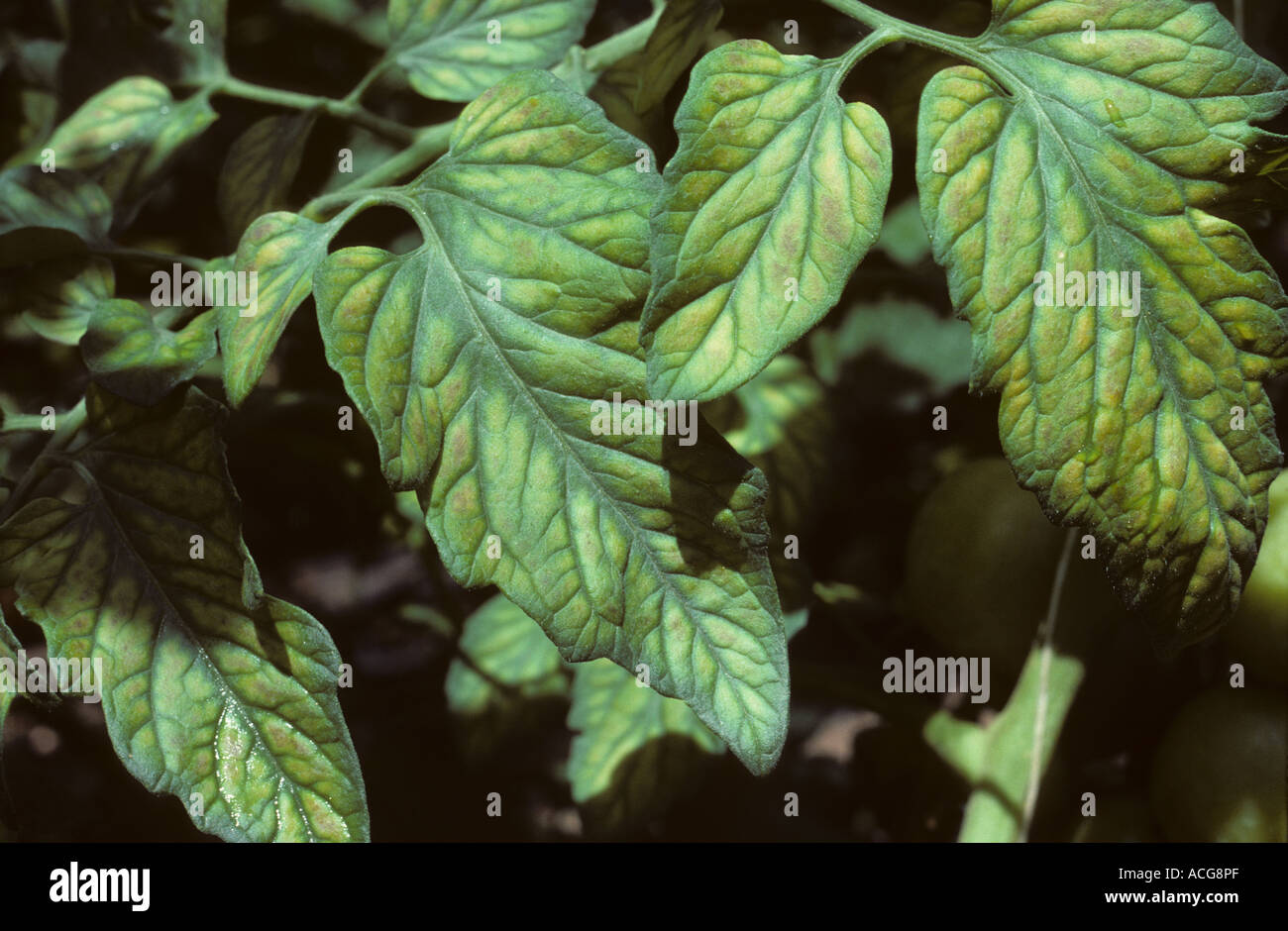 Magnesium Mg deficiency symptoms on tomato leaflets Stock Photo