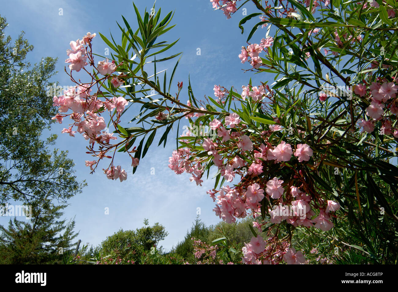 Pink double flowers of an oleander Nerium oleander in a Corsican garden Stock Photo