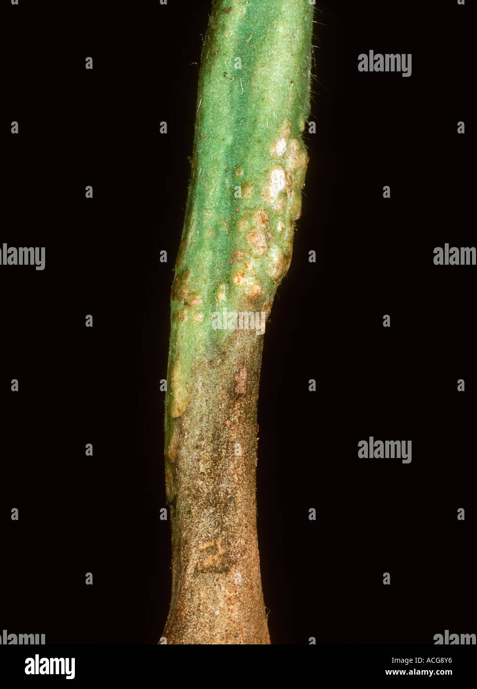 Stem rot Didymella lycopersici lesion and adventitious roots developing Stock Photo