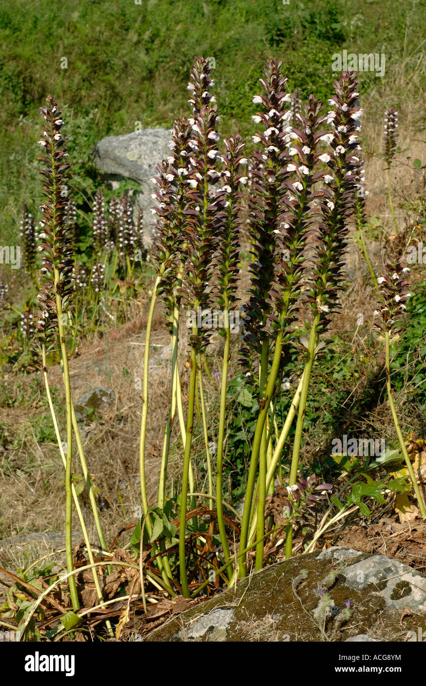 A group of naturalised bears breeches Acanthus mollis flowering Corsica Stock Photo