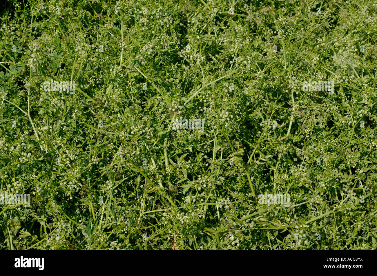A mass of flowering fools watercress Apium nodiflorum in a stream bed Corsica Stock Photo