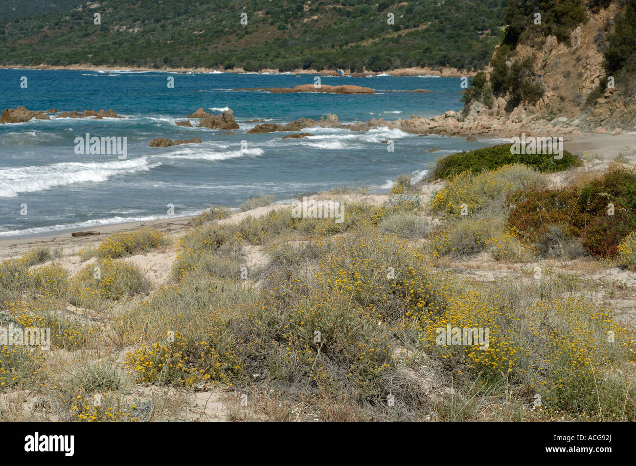 Helichrysum arenaria flowering on a sandy beach with the Mediterranean behind Corsica Stock Photo
