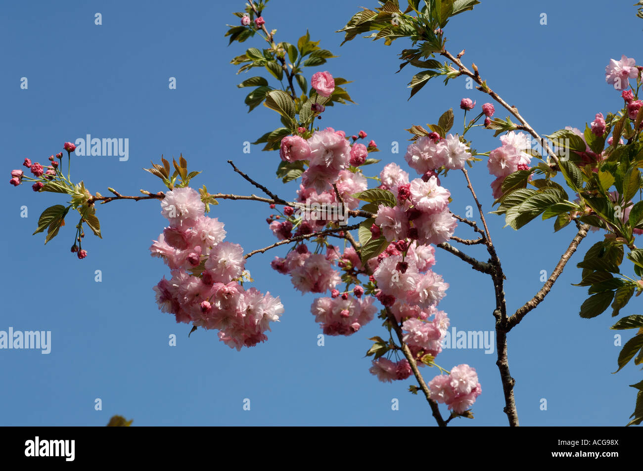 Prunus 'Pink Perfection' (Japanese Flowering Cherry)