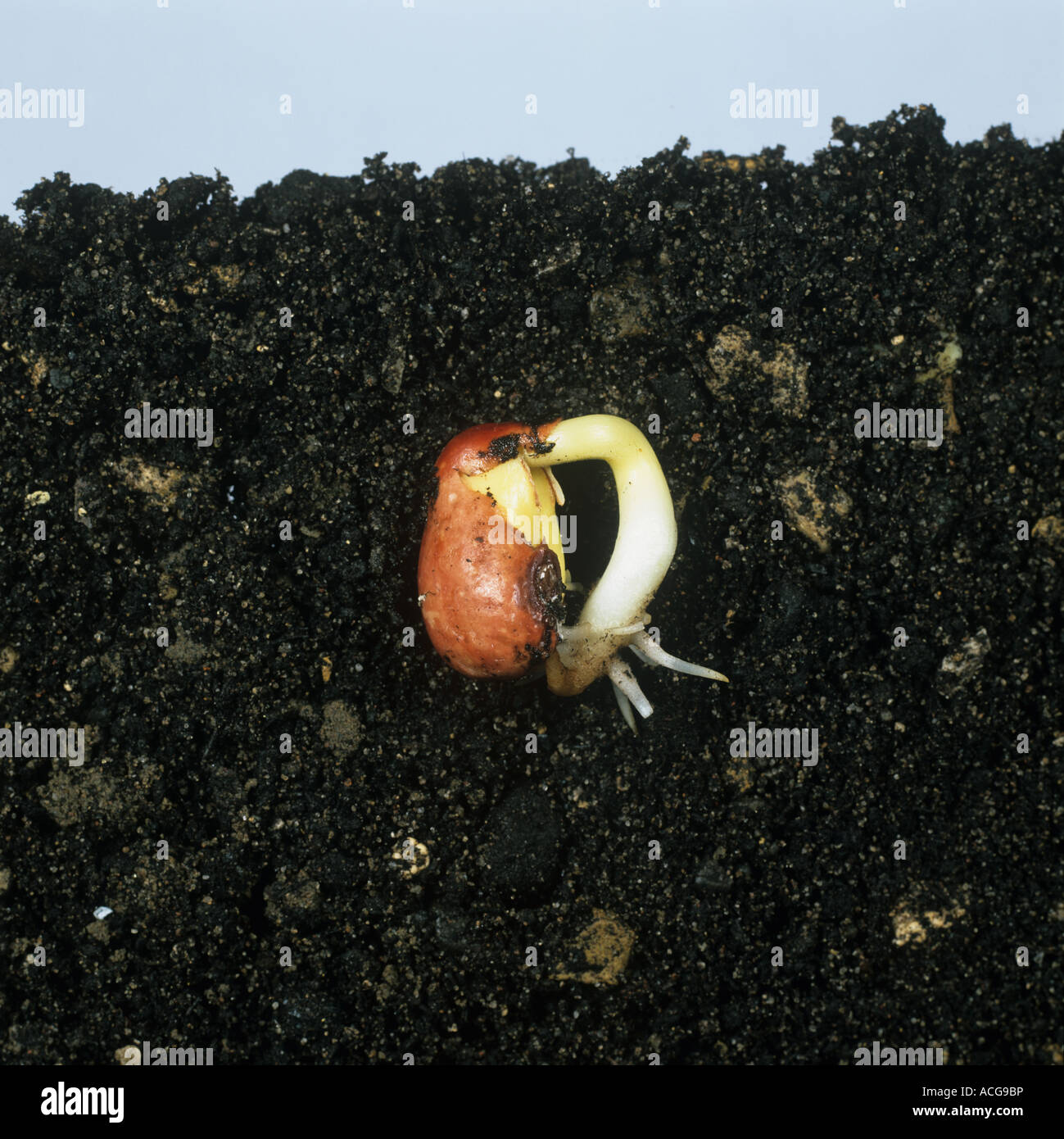 Bean seed germinating sequence 3 germinating seed Stock Photo