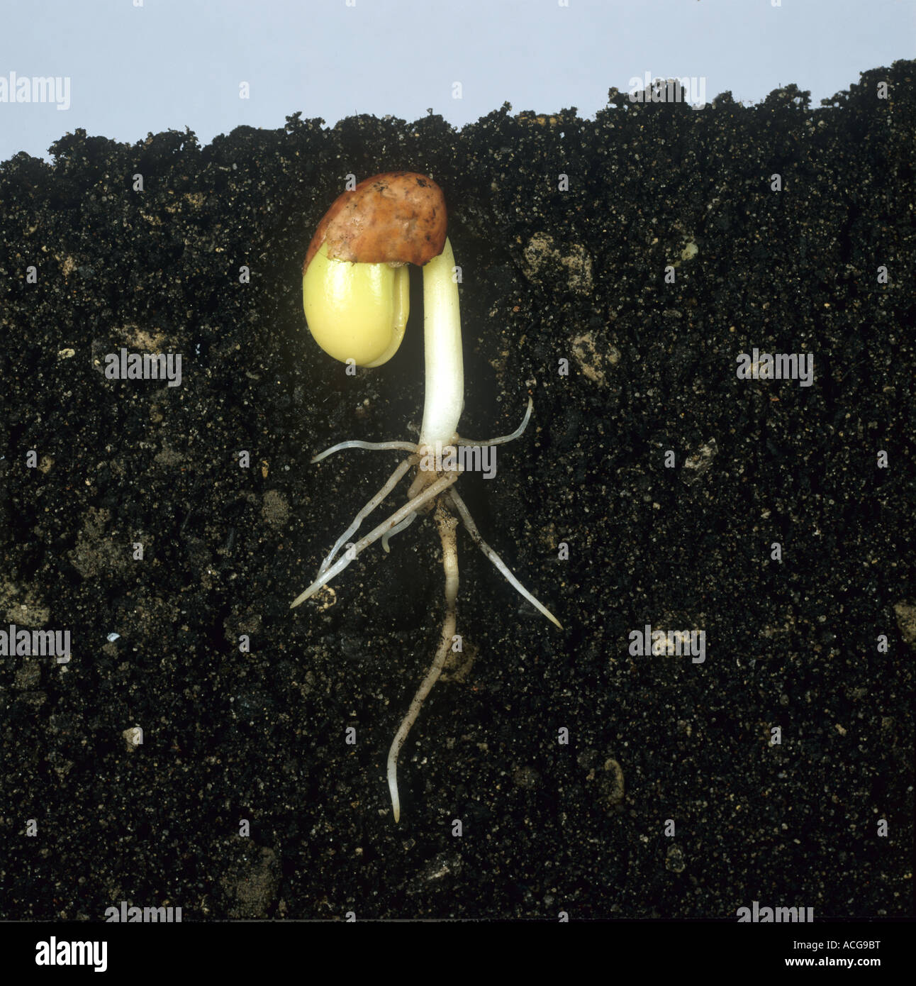 Bean seed germinating sequence 4 germinating seed root development Stock Photo