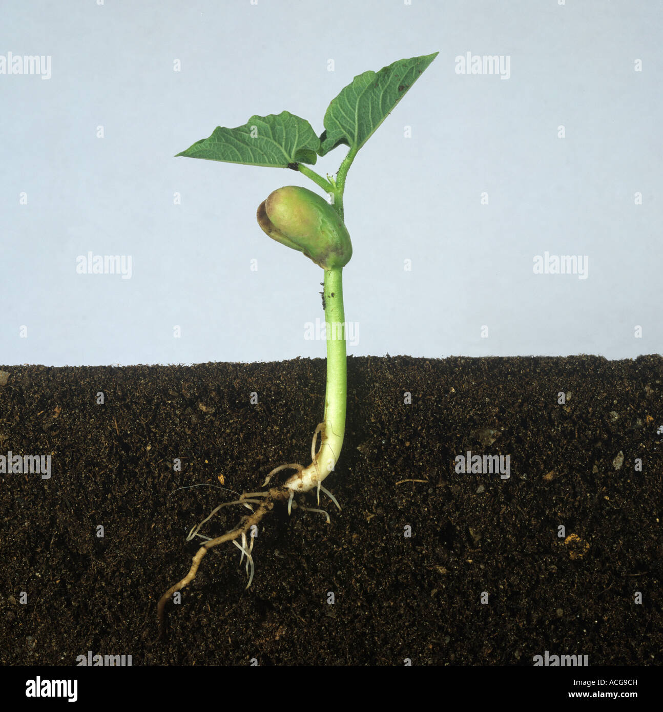 Bean seed germinating sequence 6 first true leaves developing Stock Photo