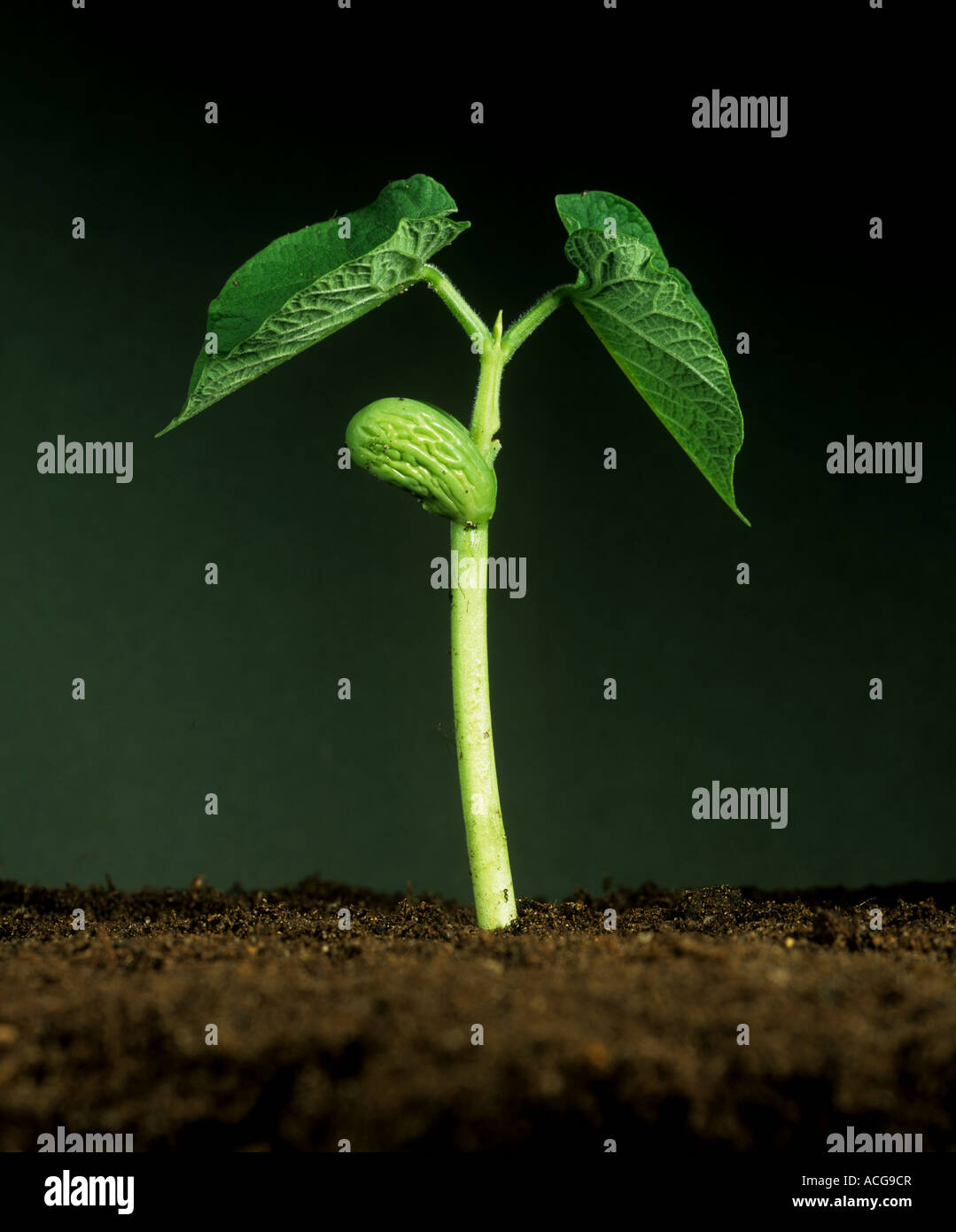 Green bean Phaseolus vulgaris seedling with cotyledon food reserve and first true leaves Stock Photo