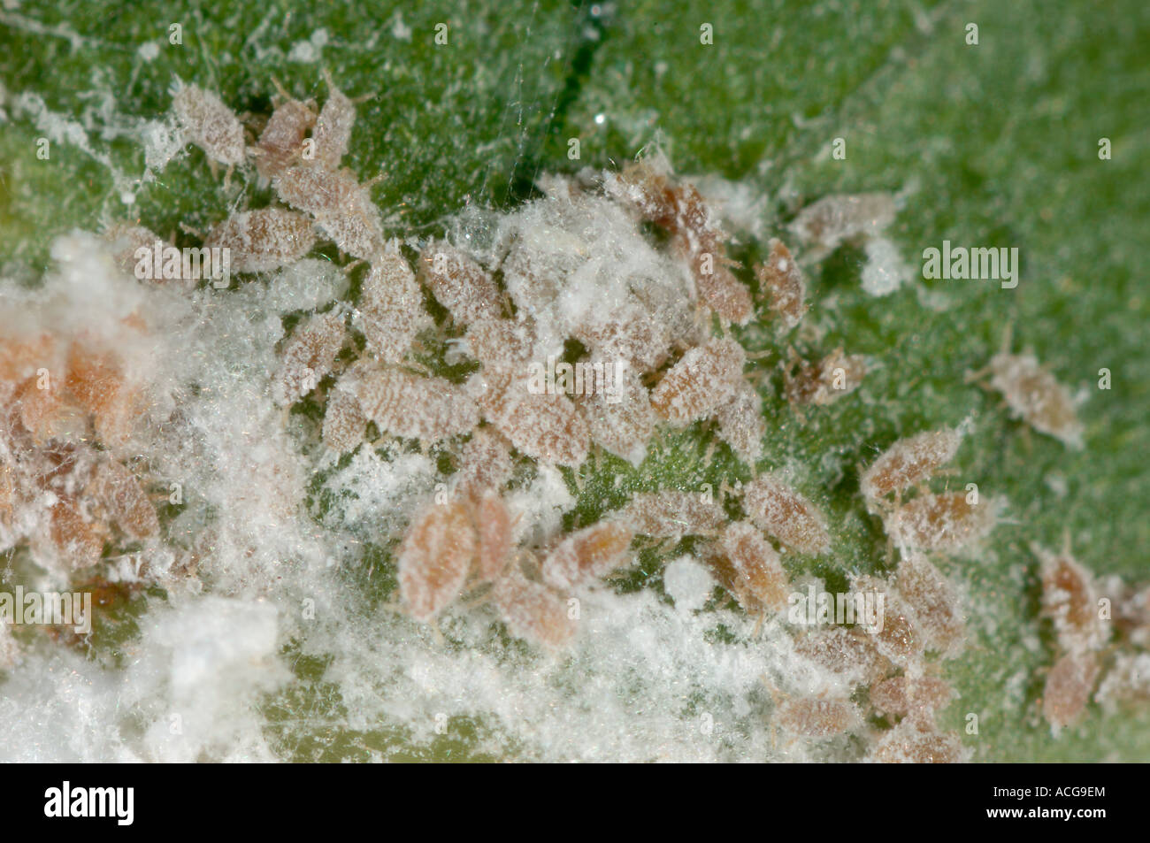 Citrus mealybug Planococcus citri immatures with waxy secretion on a house plant leaf Stock Photo