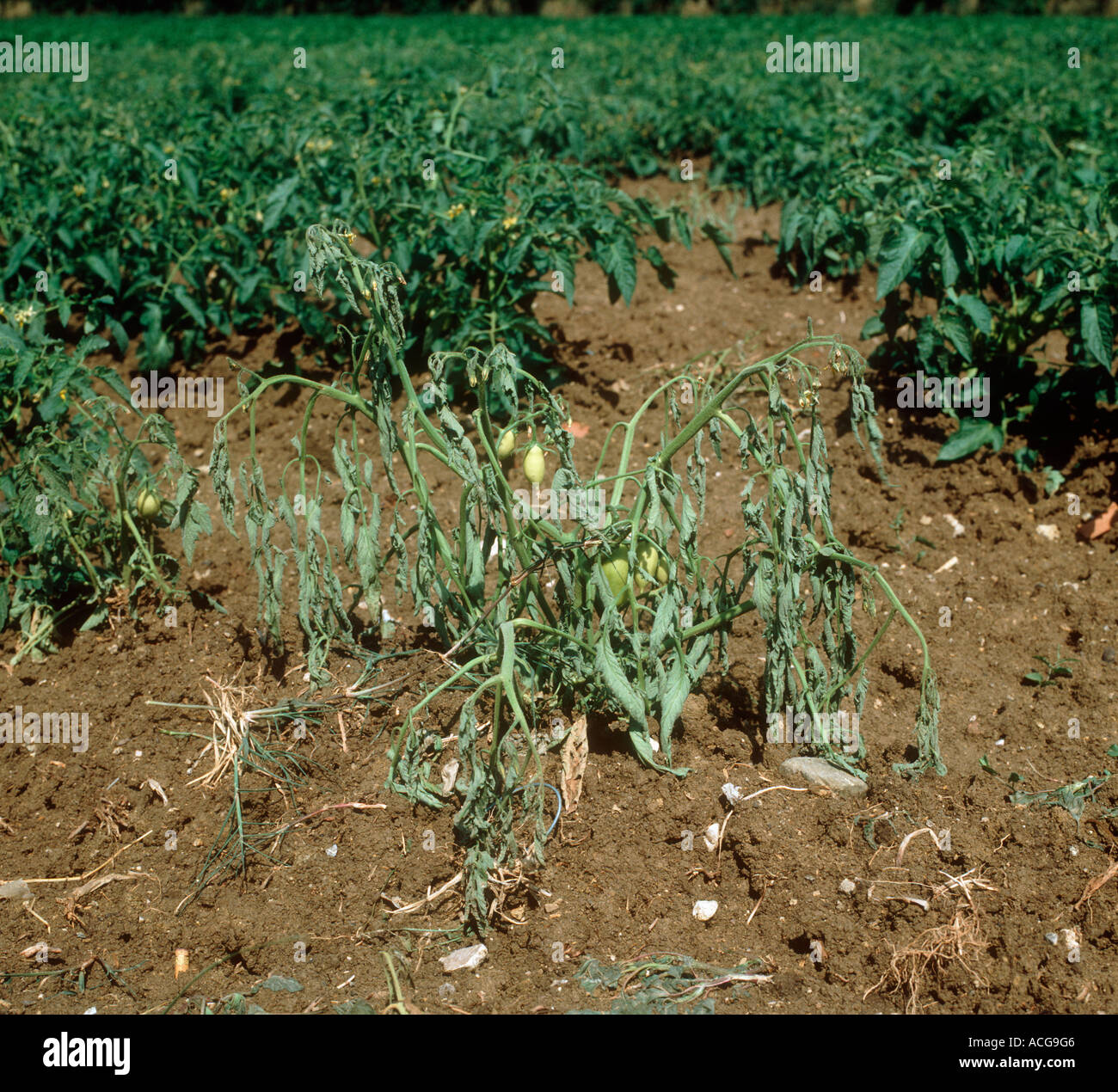 Field tomato plant dying of wilt Verticillium albo atrum Stock Photo