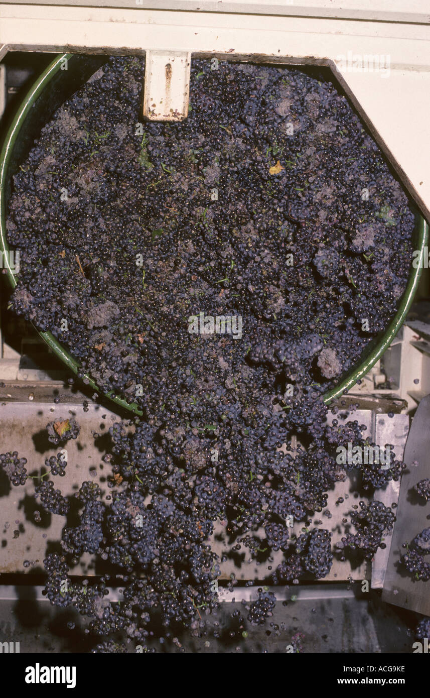 Tipping bunches of black grapes into the press Kaiserstuhl Germany Stock Photo