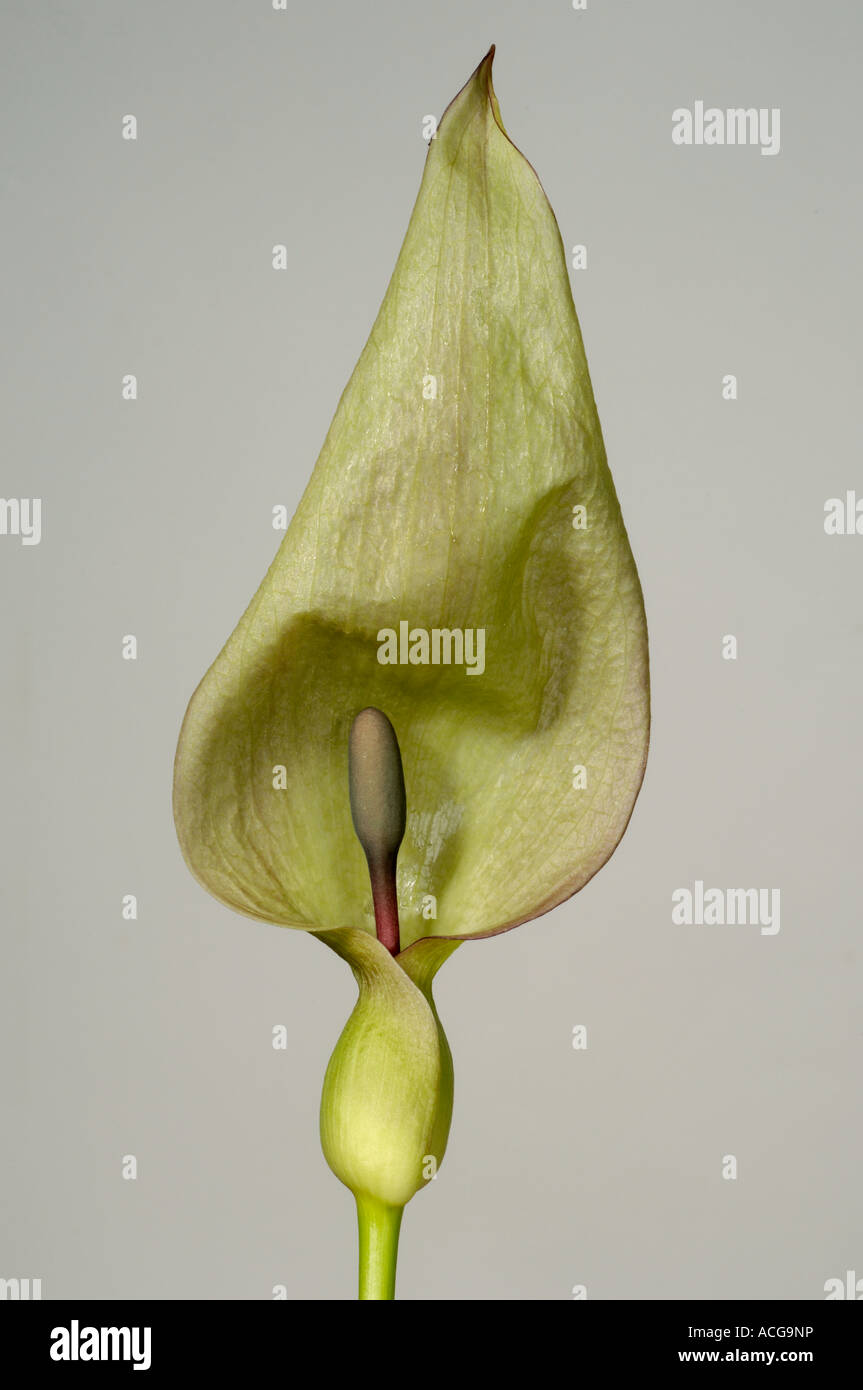 Lords ladies wild arum Arum maculatum hooded spathe and spadix Stock Photo