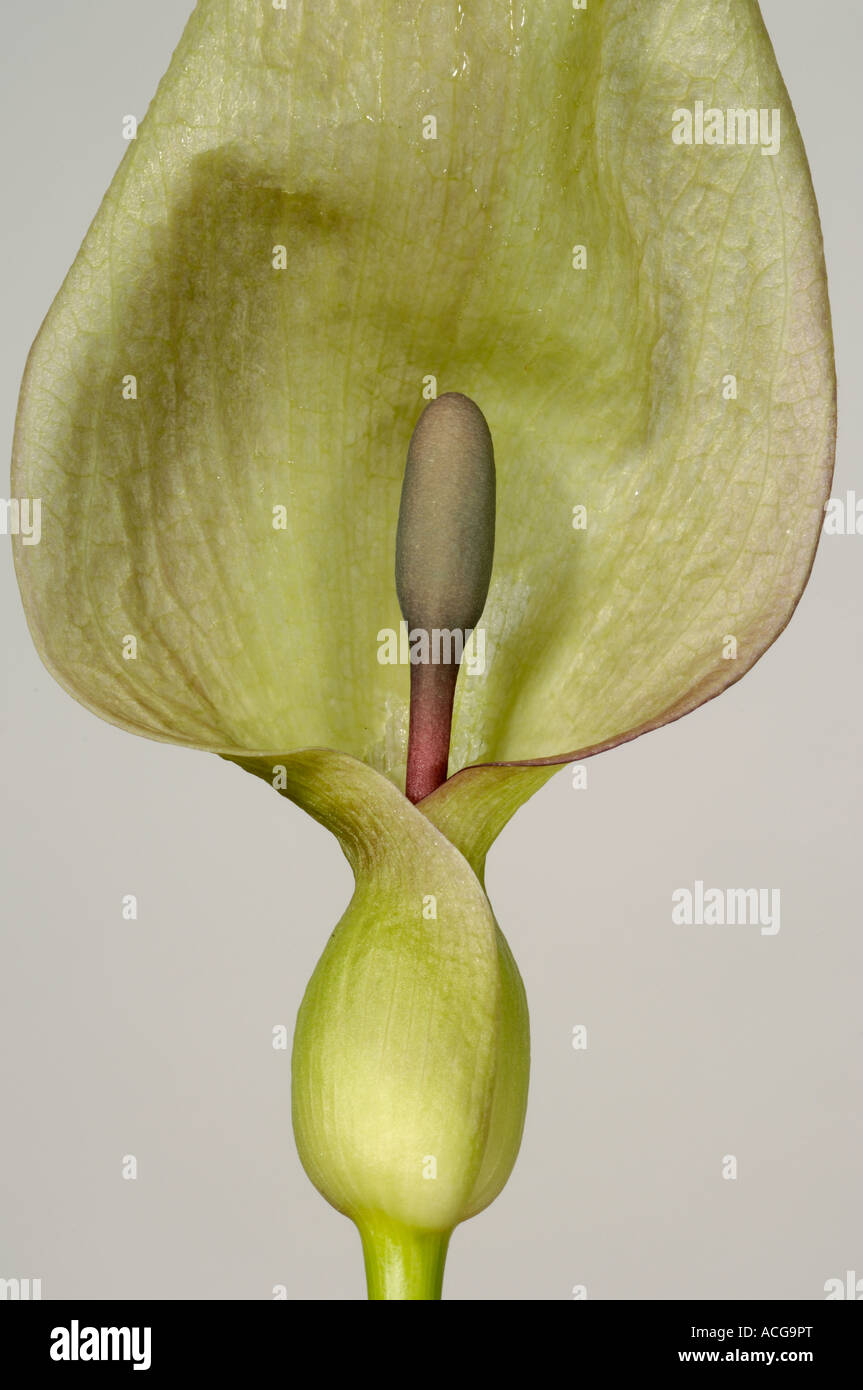 Lords ladies wild arum Arum maculatum hooded spathe and spadix Stock Photo