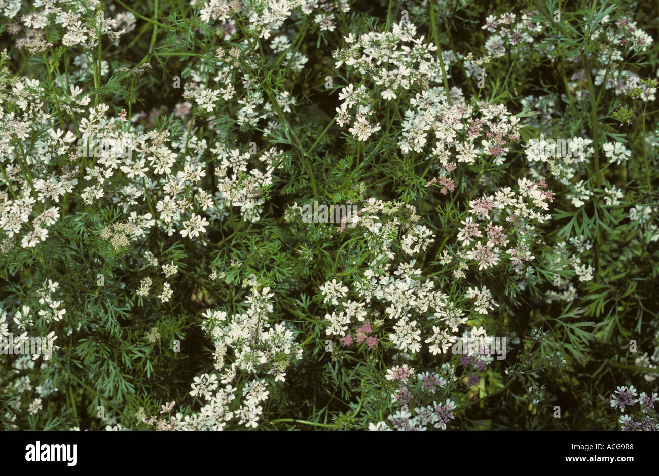 Flowering coriander crop Stock Photo